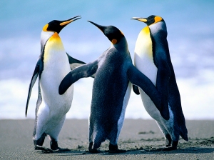 Penguins - Copy (2)